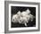 Group of Five Adorable White Fluffy Chinchilla Kittens Lying in a Heap Looking up at Their Owner-Thomas Fall-Framed Photographic Print