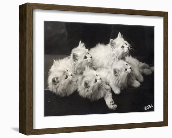 Group of Five Adorable White Fluffy Chinchilla Kittens Lying in a Heap Looking up at Their Owner-Thomas Fall-Framed Photographic Print