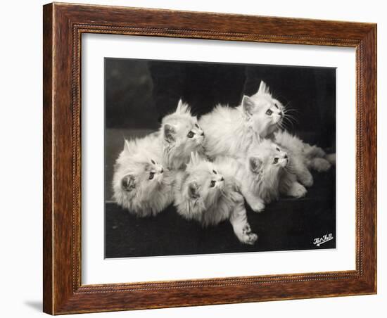 Group of Five Adorable White Fluffy Chinchilla Kittens Lying in a Heap Looking up at Their Owner-Thomas Fall-Framed Photographic Print