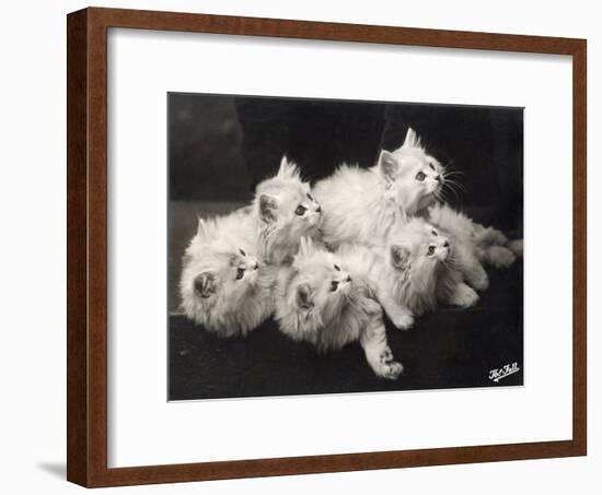 Group of Five Adorable White Fluffy Chinchilla Kittens Lying in a Heap Looking up at Their Owner-Thomas Fall-Framed Photographic Print