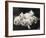 Group of Five Adorable White Fluffy Chinchilla Kittens Lying in a Heap Looking up at Their Owner-Thomas Fall-Framed Photographic Print