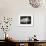 Group of Five Adorable White Fluffy Chinchilla Kittens Lying in a Heap Looking up at Their Owner-Thomas Fall-Framed Photographic Print displayed on a wall