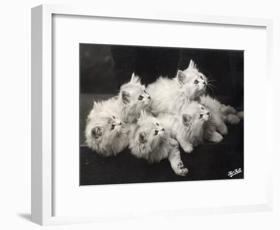 Group of Five Adorable White Fluffy Chinchilla Kittens Lying in a Heap Looking up at Their Owner-Thomas Fall-Framed Photographic Print