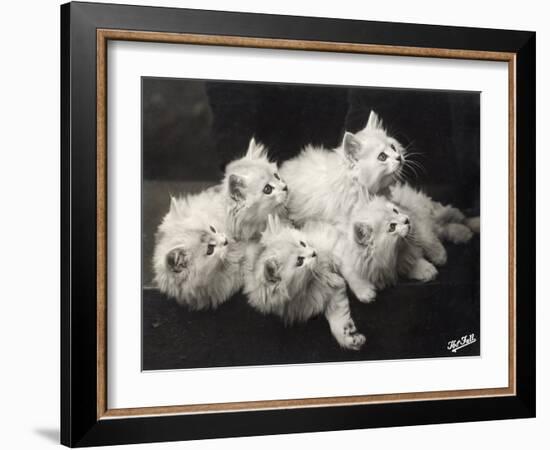 Group of Five Adorable White Fluffy Chinchilla Kittens Lying in a Heap Looking up at Their Owner-Thomas Fall-Framed Photographic Print