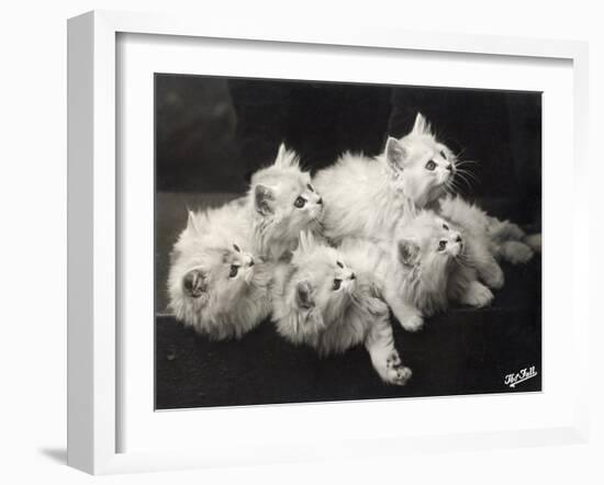 Group of Five Adorable White Fluffy Chinchilla Kittens Lying in a Heap Looking up at Their Owner-Thomas Fall-Framed Photographic Print