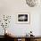 Group of Five Adorable White Fluffy Chinchilla Kittens Lying in a Heap Looking up at Their Owner-Thomas Fall-Framed Photographic Print displayed on a wall