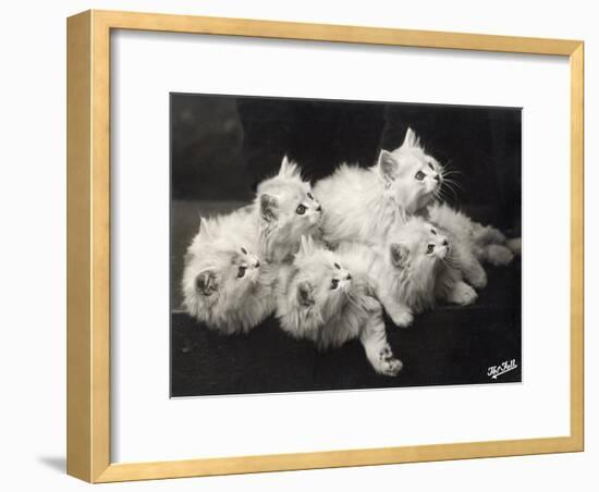 Group of Five Adorable White Fluffy Chinchilla Kittens Lying in a Heap Looking up at Their Owner-Thomas Fall-Framed Photographic Print