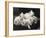 Group of Five Adorable White Fluffy Chinchilla Kittens Lying in a Heap Looking up at Their Owner-Thomas Fall-Framed Photographic Print