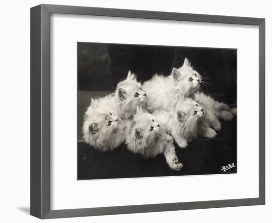 Group of Five Adorable White Fluffy Chinchilla Kittens Lying in a Heap Looking up at Their Owner-Thomas Fall-Framed Photographic Print