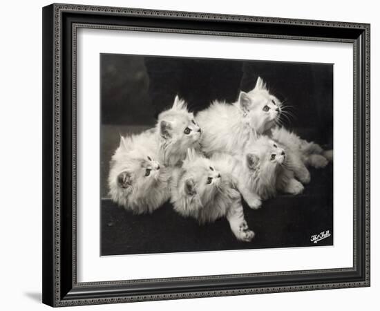 Group of Five Adorable White Fluffy Chinchilla Kittens Lying in a Heap Looking up at Their Owner-Thomas Fall-Framed Photographic Print