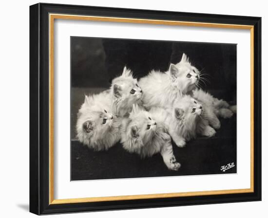 Group of Five Adorable White Fluffy Chinchilla Kittens Lying in a Heap Looking up at Their Owner-Thomas Fall-Framed Photographic Print