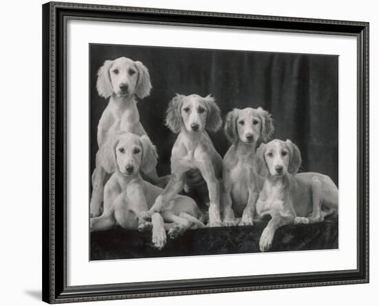 Group of Five Beautiful Saluki Puppies Owned by Mrs Barrs-Thomas Fall-Framed Photographic Print