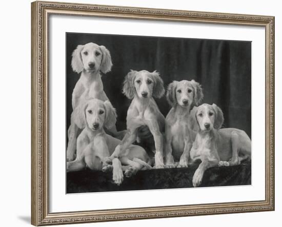 Group of Five Beautiful Saluki Puppies Owned by Mrs Barrs-Thomas Fall-Framed Photographic Print