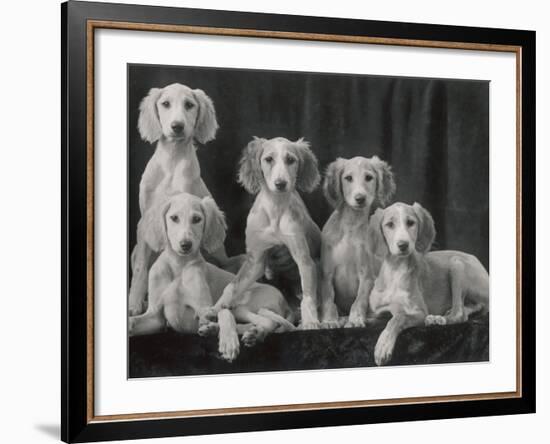 Group of Five Beautiful Saluki Puppies Owned by Mrs Barrs-Thomas Fall-Framed Photographic Print