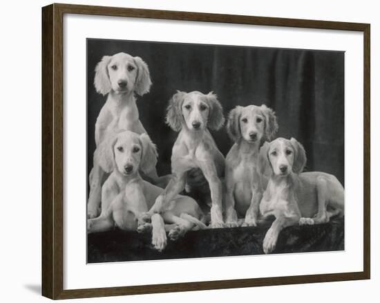 Group of Five Beautiful Saluki Puppies Owned by Mrs Barrs-Thomas Fall-Framed Photographic Print