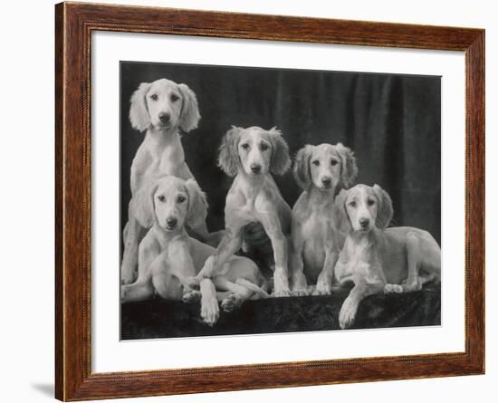 Group of Five Beautiful Saluki Puppies Owned by Mrs Barrs-Thomas Fall-Framed Photographic Print