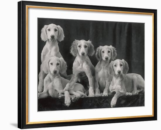 Group of Five Beautiful Saluki Puppies Owned by Mrs Barrs-Thomas Fall-Framed Photographic Print