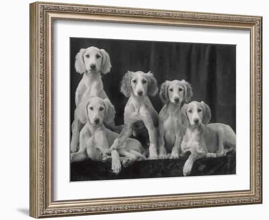 Group of Five Beautiful Saluki Puppies Owned by Mrs Barrs-Thomas Fall-Framed Photographic Print