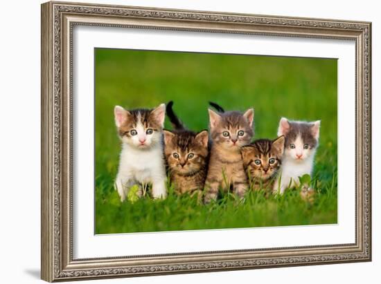 Group of Five Little Kittens Sitting on the Grass-Grigorita Ko-Framed Photographic Print