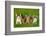 Group of Five Little Kittens Sitting on the Grass-Grigorita Ko-Framed Photographic Print