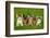 Group of Five Little Kittens Sitting on the Grass-Grigorita Ko-Framed Photographic Print