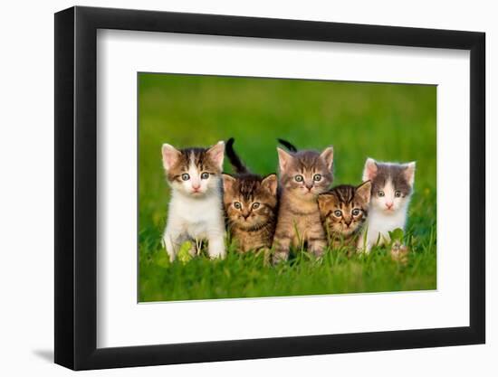 Group of Five Little Kittens Sitting on the Grass-Grigorita Ko-Framed Photographic Print