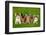 Group of Five Little Kittens Sitting on the Grass-Grigorita Ko-Framed Photographic Print