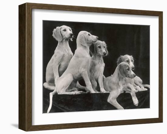 Group of Five Saluki Puppies Owned by Mrs Barrs-Thomas Fall-Framed Photographic Print