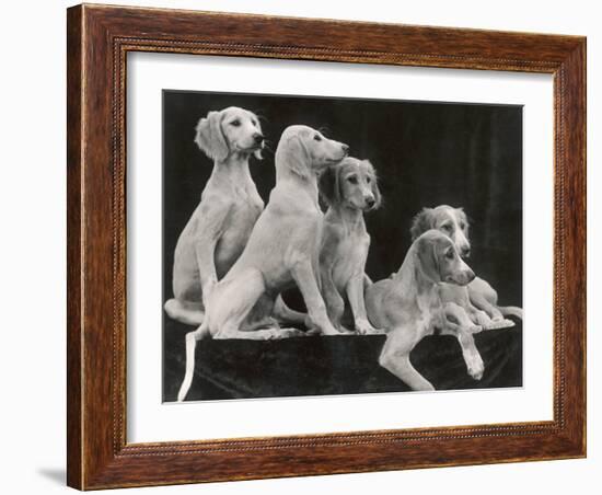 Group of Five Saluki Puppies Owned by Mrs Barrs-Thomas Fall-Framed Photographic Print