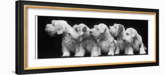 Group of Five Sealyham Puppies Looking Away from the Camera-Thomas Fall-Framed Photographic Print