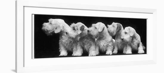 Group of Five Sealyham Puppies Looking Away from the Camera-Thomas Fall-Framed Photographic Print