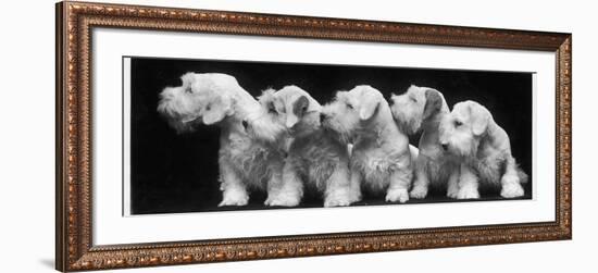 Group of Five Sealyham Puppies Looking Away from the Camera-Thomas Fall-Framed Photographic Print