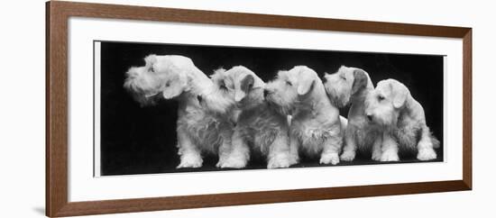 Group of Five Sealyham Puppies Looking Away from the Camera-Thomas Fall-Framed Photographic Print