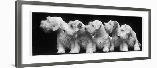 Group of Five Sealyham Puppies Looking Away from the Camera-Thomas Fall-Framed Photographic Print