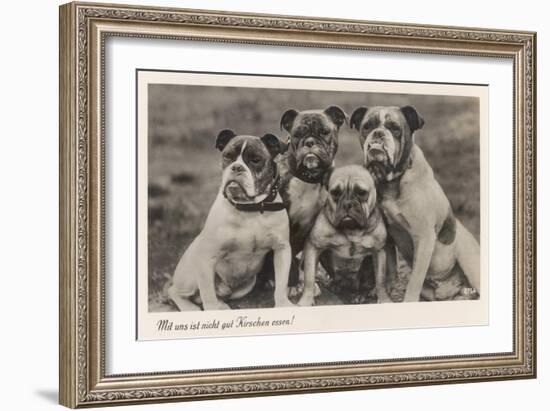 Group of Four Bulldogs Sitting Close Together-null-Framed Art Print