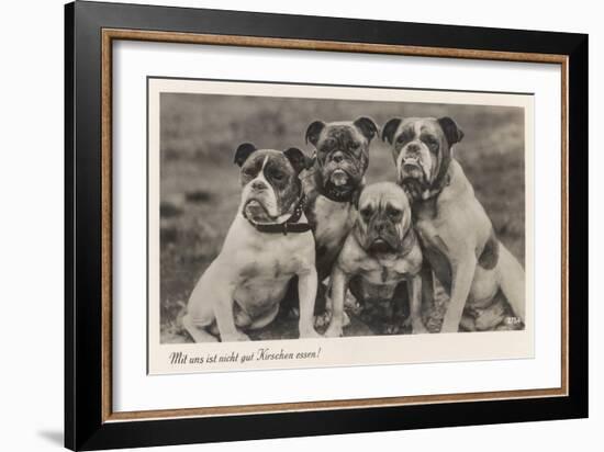 Group of Four Bulldogs Sitting Close Together-null-Framed Art Print