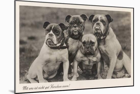 Group of Four Bulldogs Sitting Close Together-null-Mounted Art Print