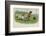 Group of Four Dogs Play a Lively Game of Football One of Them is About to Score a Goal-null-Framed Photographic Print