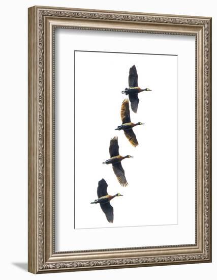 Group of four flying white-faced whistling ducks (Dendrocygna viduata), Antananarivo, Madagascar-Panoramic Images-Framed Photographic Print