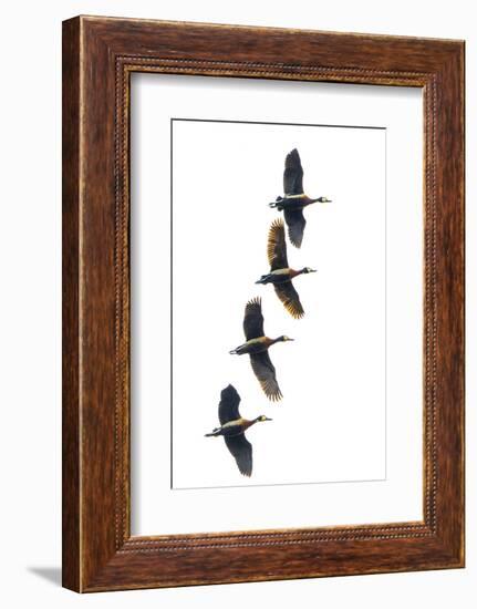 Group of four flying white-faced whistling ducks (Dendrocygna viduata), Antananarivo, Madagascar-Panoramic Images-Framed Photographic Print