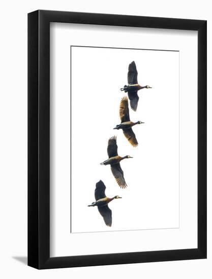 Group of four flying white-faced whistling ducks (Dendrocygna viduata), Antananarivo, Madagascar-Panoramic Images-Framed Photographic Print