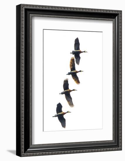 Group of four flying white-faced whistling ducks (Dendrocygna viduata), Antananarivo, Madagascar-Panoramic Images-Framed Photographic Print