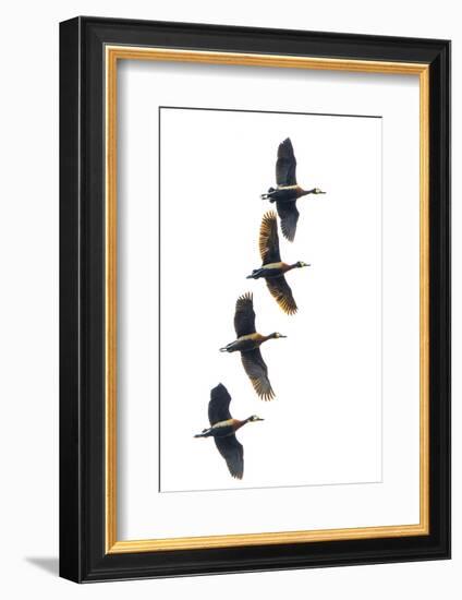 Group of four flying white-faced whistling ducks (Dendrocygna viduata), Antananarivo, Madagascar-Panoramic Images-Framed Photographic Print