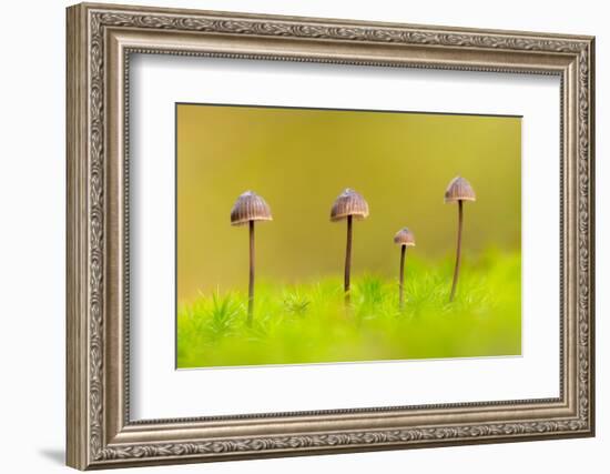 Group of four Mycena toadstools on mossy stump, UK-Ross Hoddinott-Framed Photographic Print