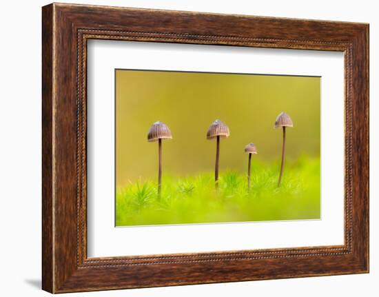 Group of four Mycena toadstools on mossy stump, UK-Ross Hoddinott-Framed Photographic Print