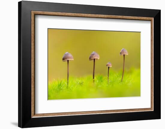 Group of four Mycena toadstools on mossy stump, UK-Ross Hoddinott-Framed Photographic Print