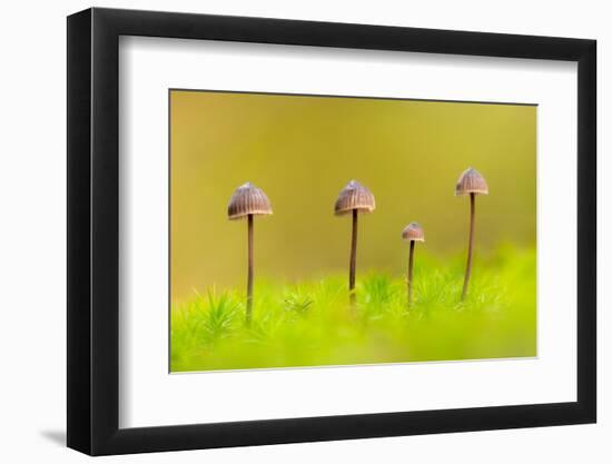 Group of four Mycena toadstools on mossy stump, UK-Ross Hoddinott-Framed Photographic Print