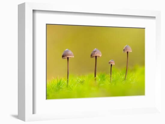 Group of four Mycena toadstools on mossy stump, UK-Ross Hoddinott-Framed Photographic Print