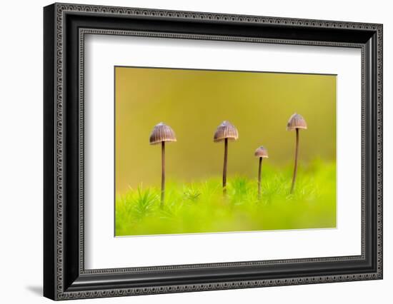 Group of four Mycena toadstools on mossy stump, UK-Ross Hoddinott-Framed Photographic Print