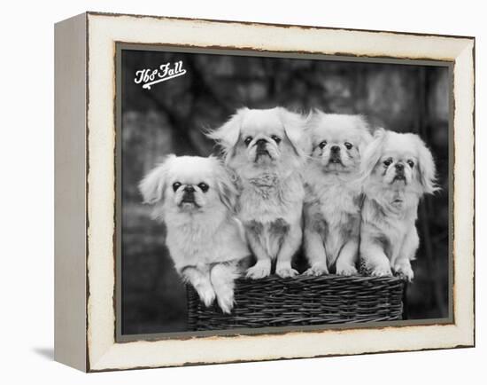 Group of Four "White" Pekingese Puppies in a Basket Owned by Stewart-null-Framed Premier Image Canvas